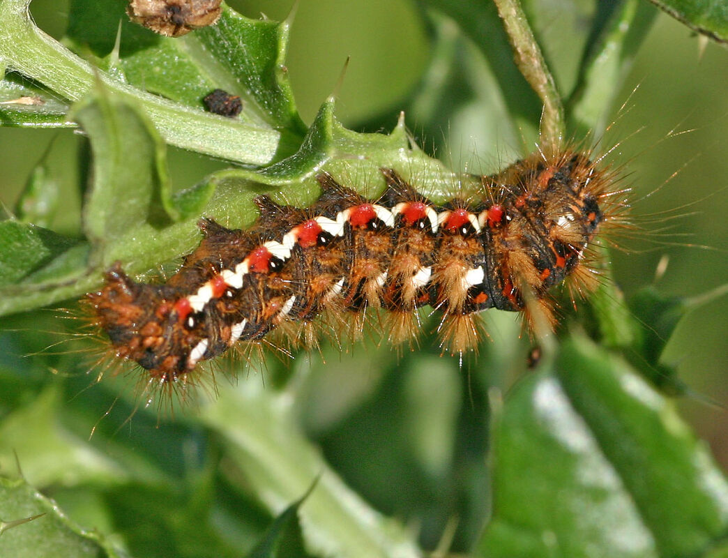 identify-caterpillars-gloucestershire-wildlife-trust